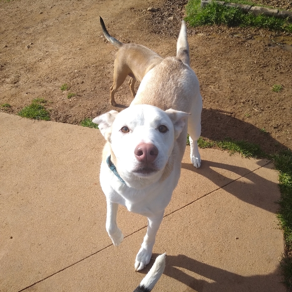 Meet your Posher, Spencer - Picture 1 of 5